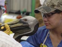 Un pelícano recibe tratamiento en el Centro para Rehabilitación de Aves de Fort Jackson. / Crédito:Cortesía de la International Bird Rescue Research Center (IBRRC)