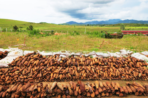 Una imagen que contiene csped, exterior Descripcin generada automticamente